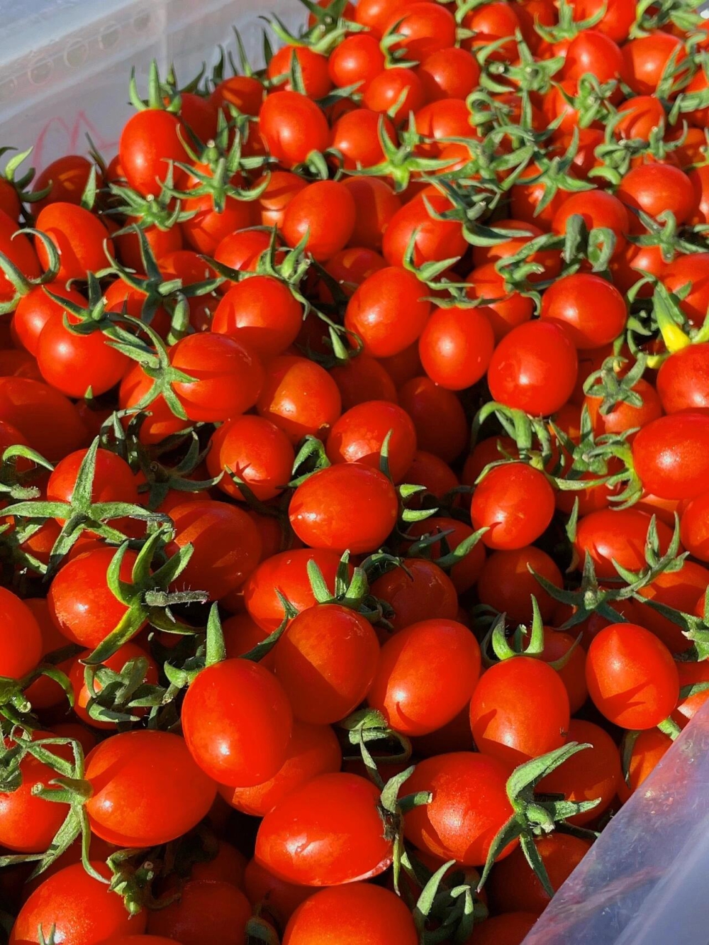 玲珑小番茄🙋高维C推荐：玲珑小番茄🍅🍅一 配图2