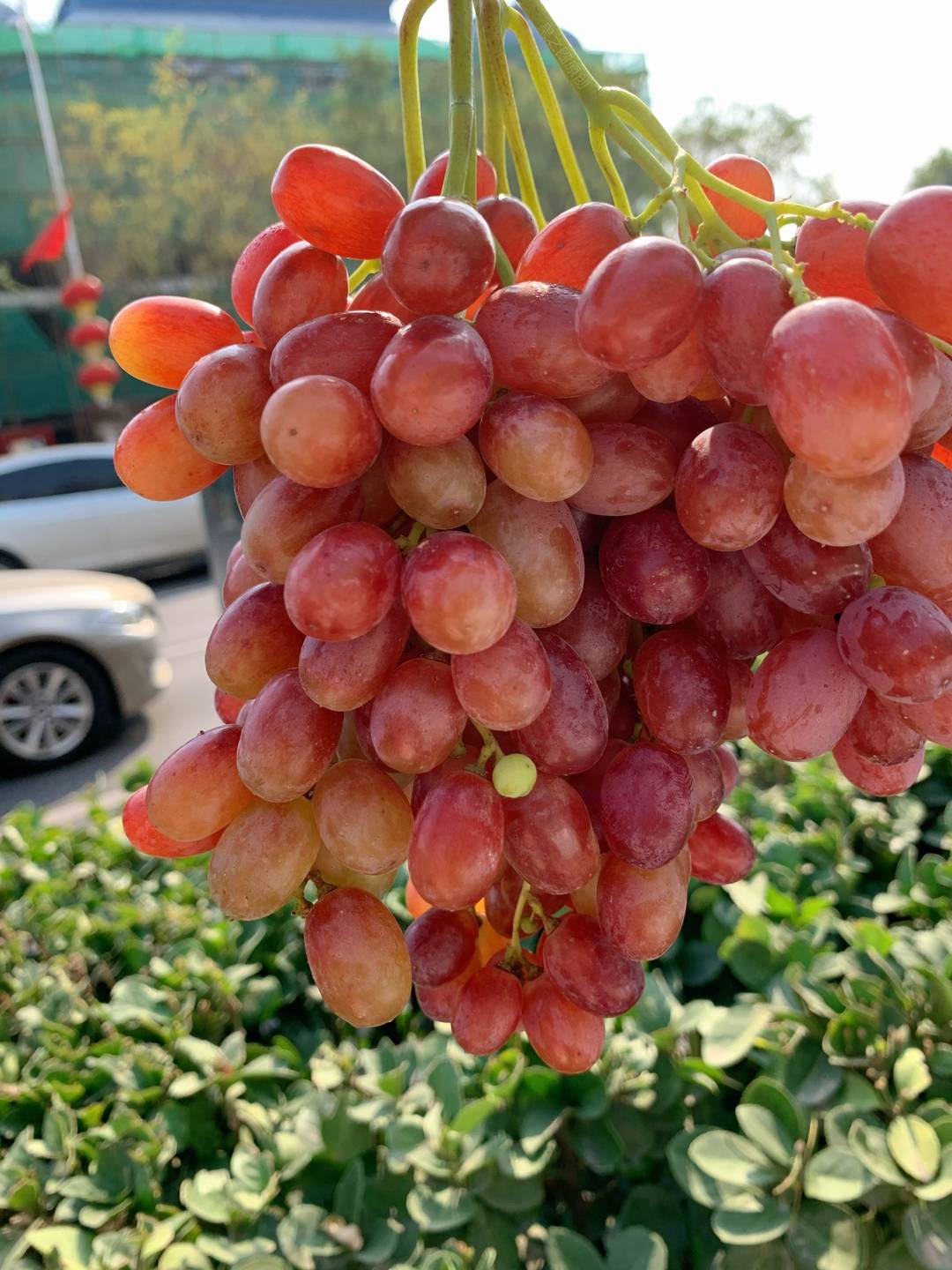 ?它不需要吐籽、皮薄不涩，肉质脆嫩，脆到 配图2