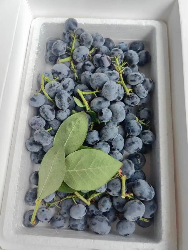 【串枝蓝莓💙】 枝串果，超级新鲜，满满果 配图3