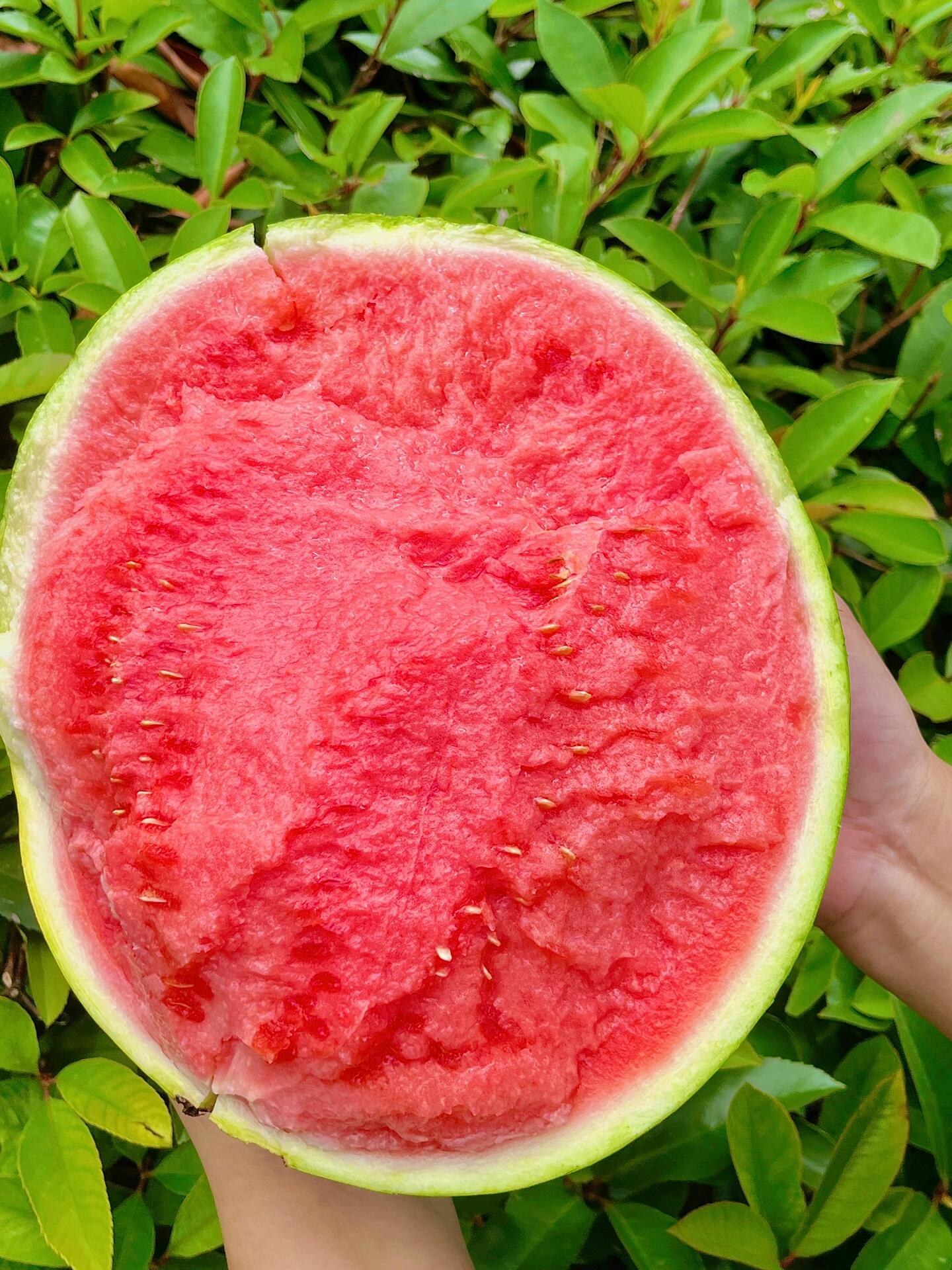 今天的天气可以配个西瓜🍉77咯！ 直逼夏 配图3