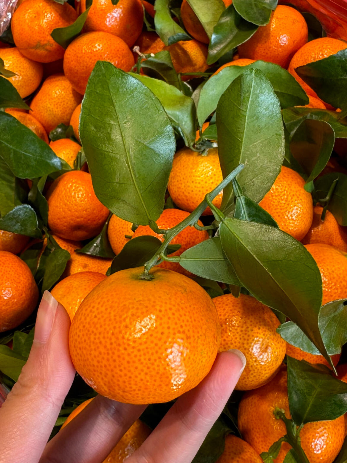 🍊 砂糖橘📣📣 ✨冬日的砂糖橘🍊🍊圆润鲜 配图2