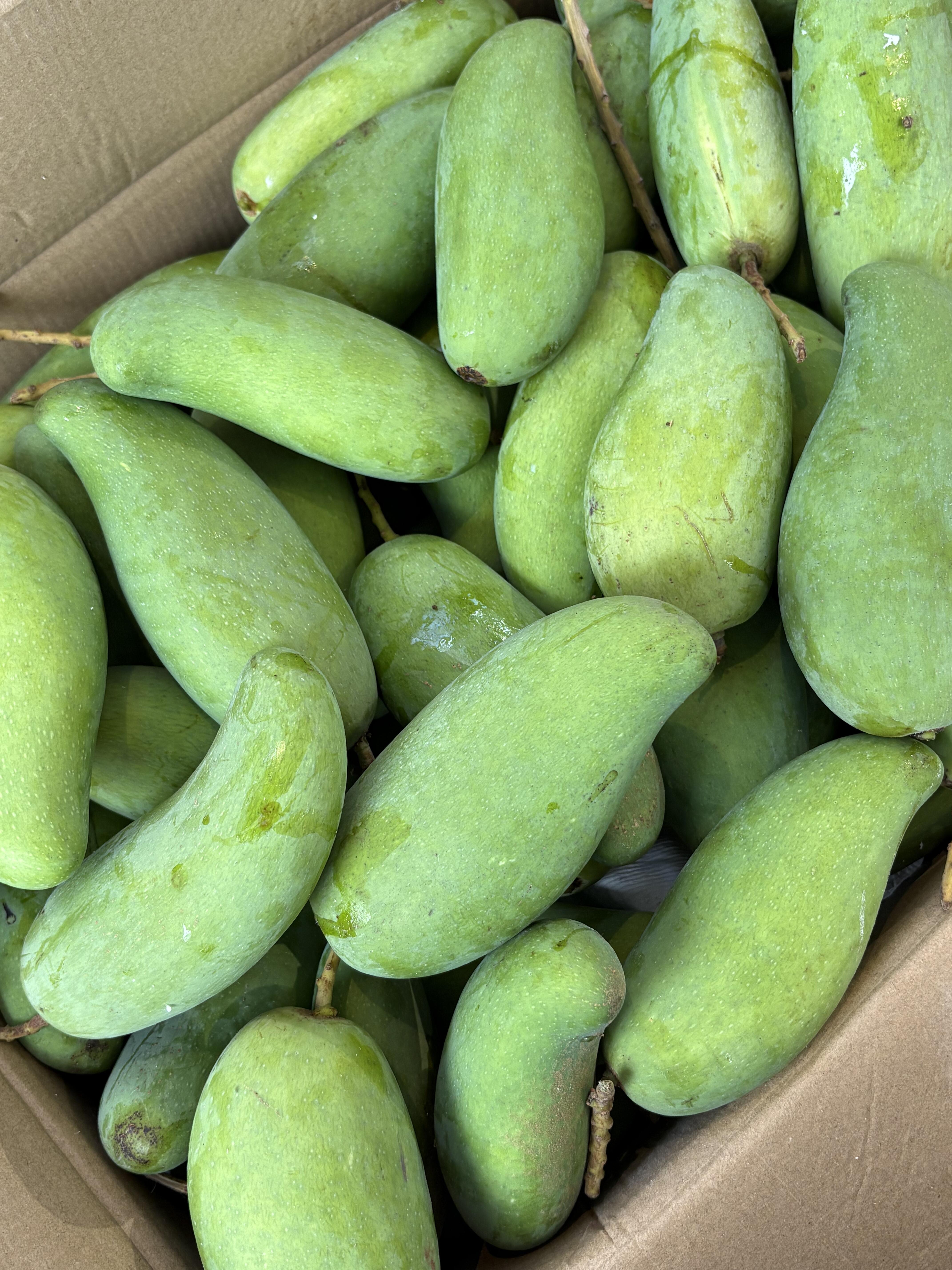 🥭 象牙芒来啦！🥭 个头细长像象牙～超特 配图2
