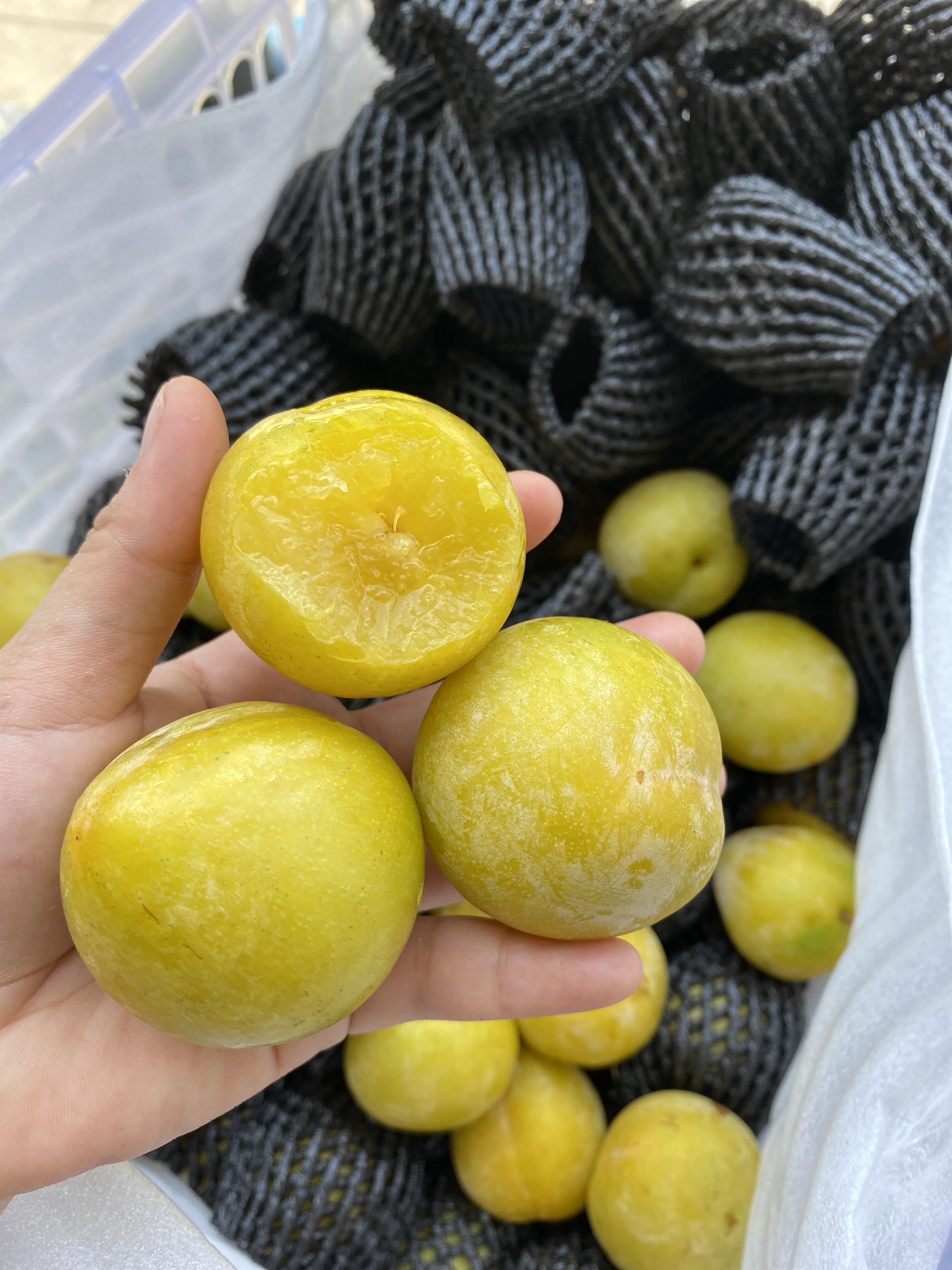 有一种李子，叫做【黄金奈李】💛 有一种清 配图2