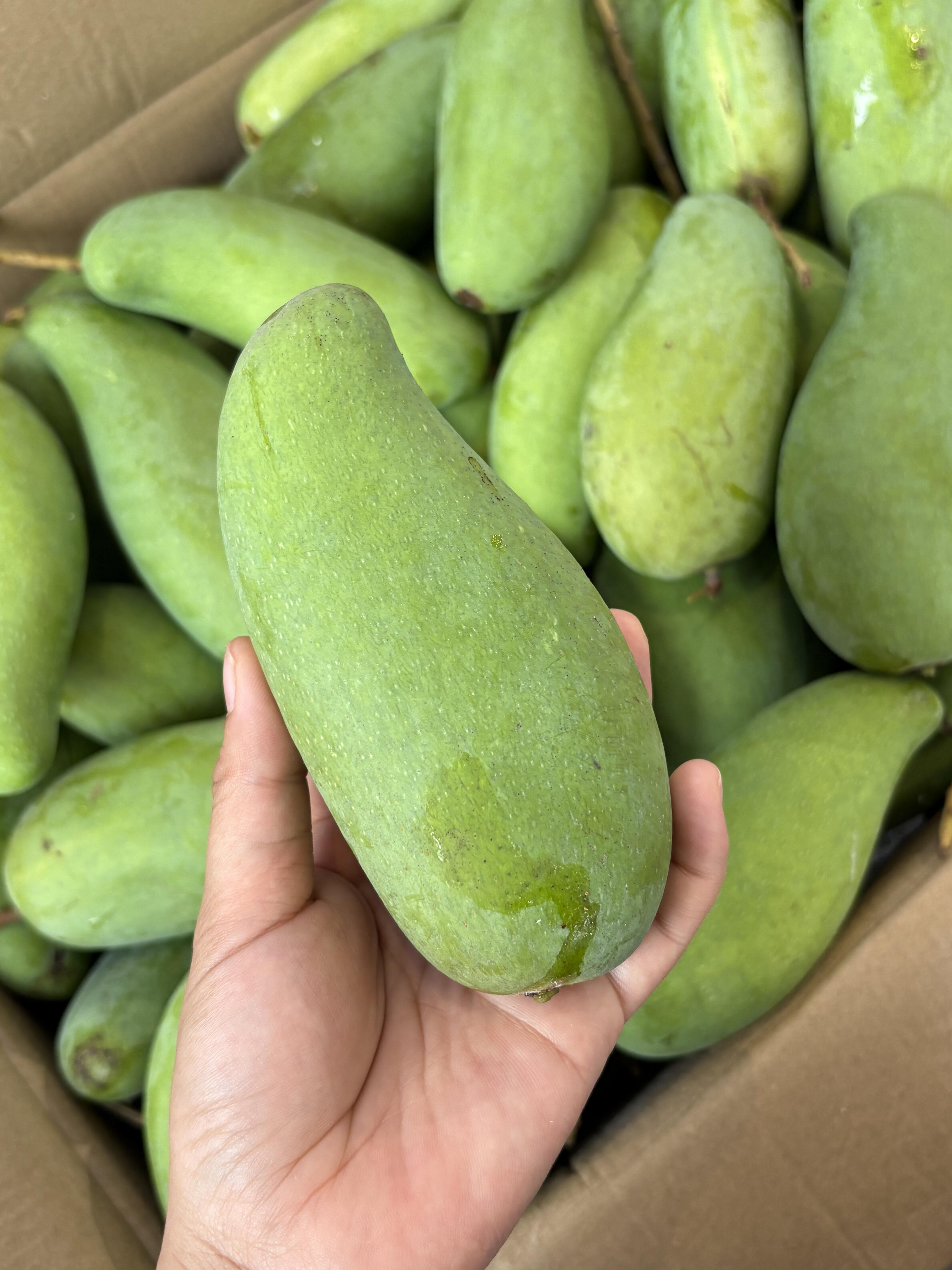 🥭 象牙芒来啦！🥭 个头细长像象牙～超特 配图1