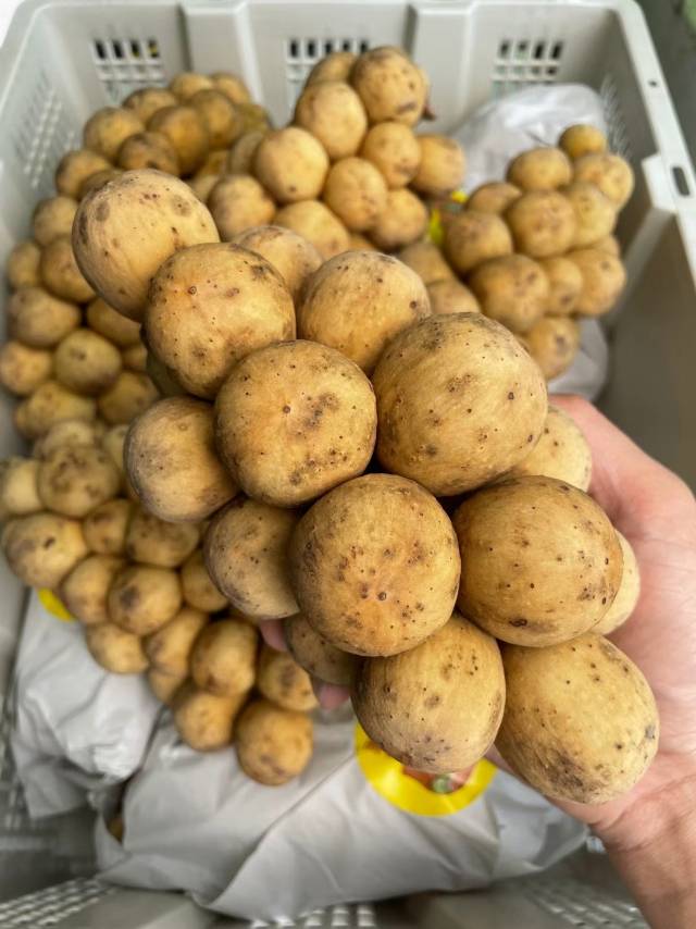 🥔 泰国龙宫果 🥔形似一颗一颗的小土豆  配图3
