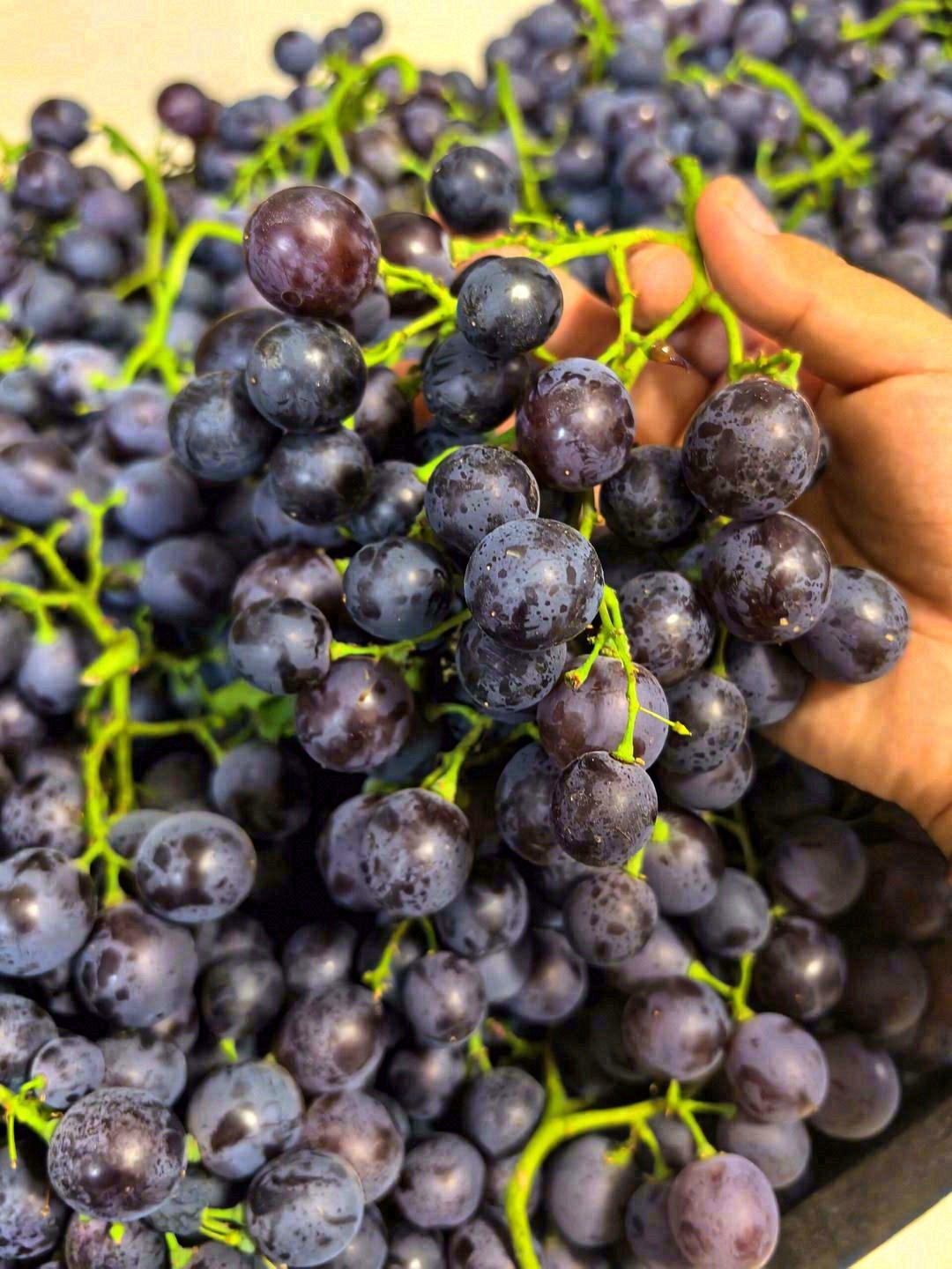 🍇葡萄都从小沐浴在🔆阳光下，喝着充足的雨 配图1