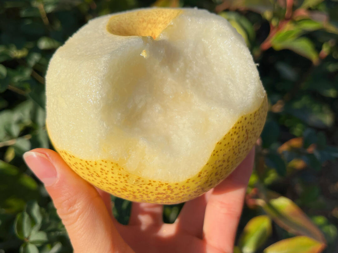 秋冬养肺❤️多吃梨👍 ☘食一颗砀山酥梨🍐 配图1