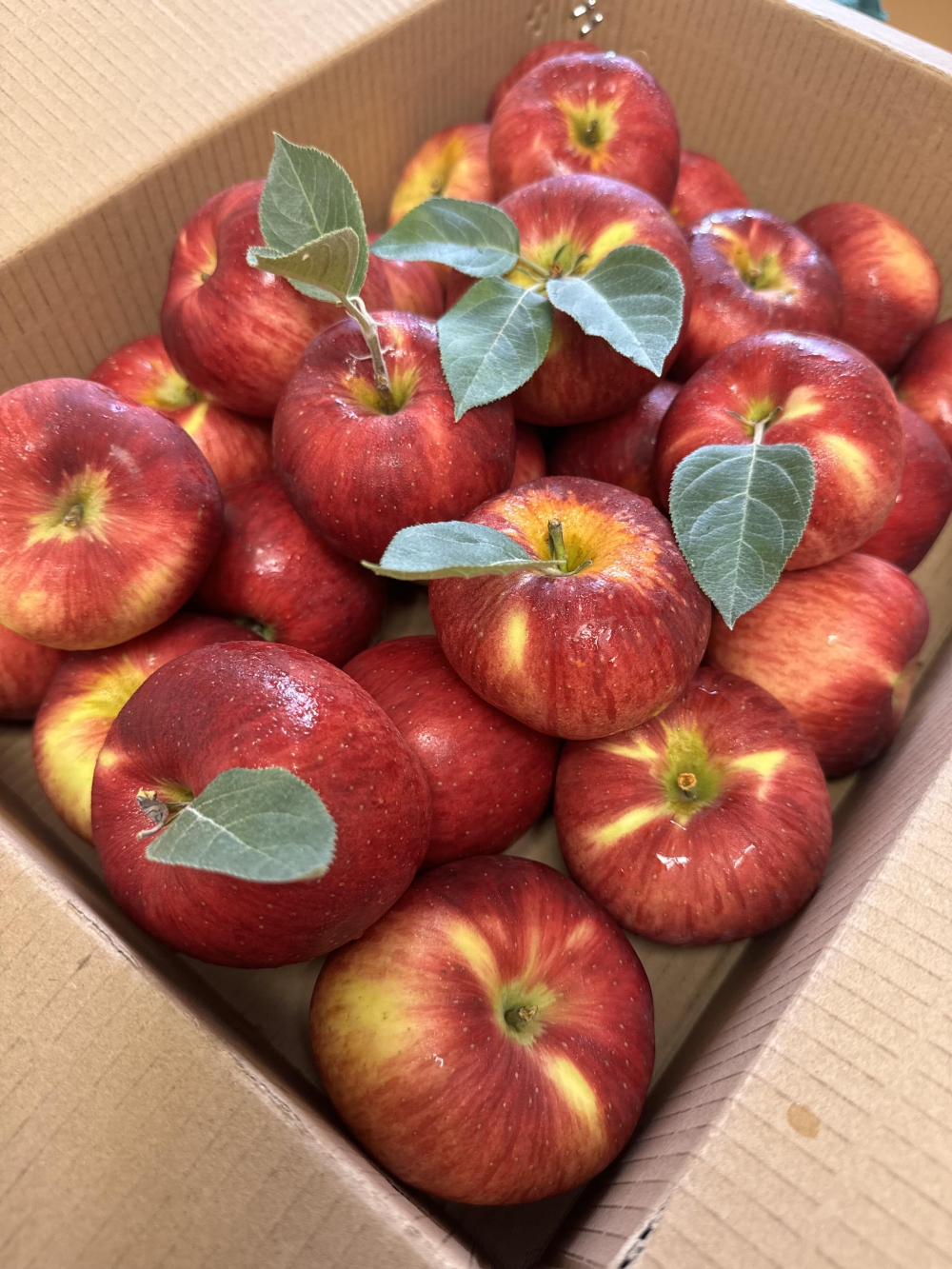 云南昭通苹果🍎咬一口嘎嘣脆，汁水超多😍浓 配图3