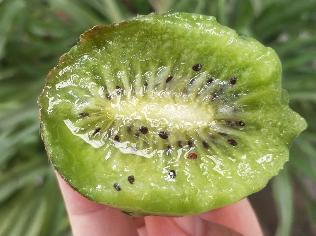 🥝猕猴桃.细腻，沙甜，多汁 唯一不能错过 配图1
