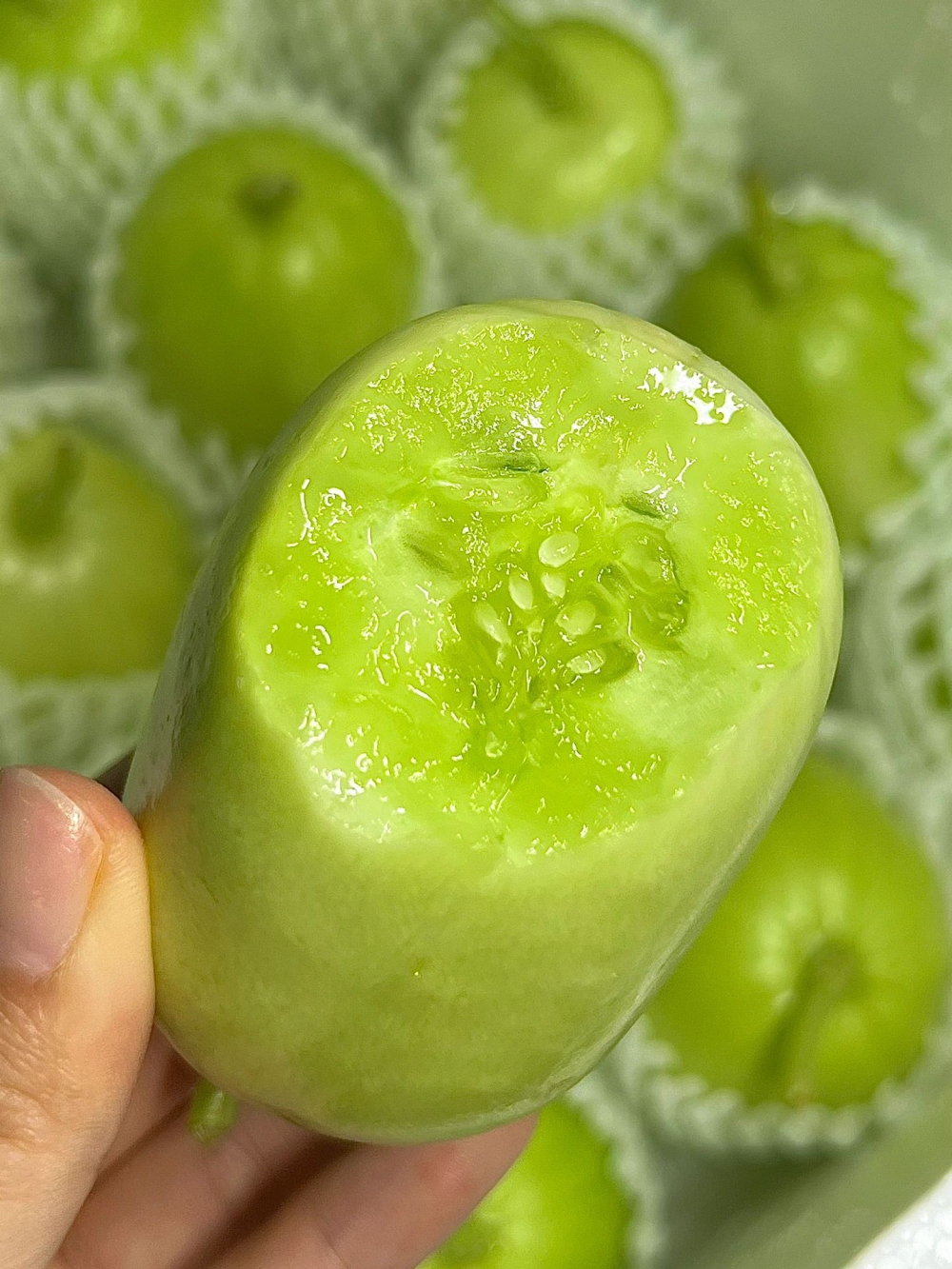 玉女黄瓜🍃可爱胖墩墩的椭圆形🥒 因为品种 配图2
