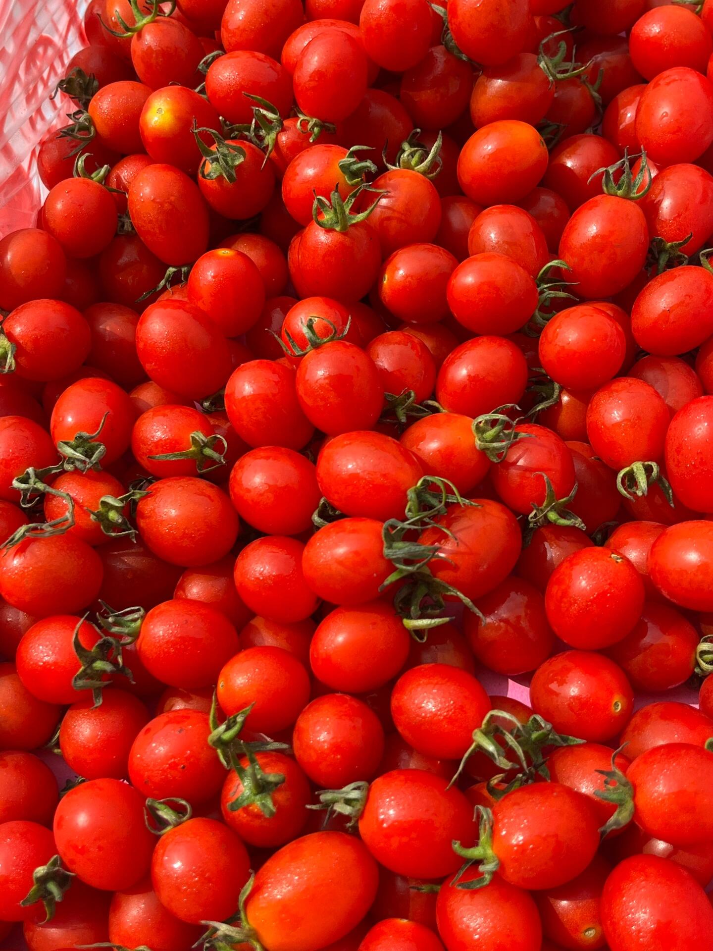 新货到家【玲珑千禧🍅】 翠绿翠绿的果叶🍃 配图3