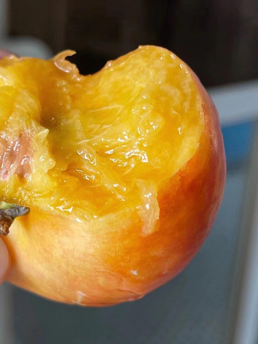 黄金油蟠桃🍑 它是真的好吃，甜度可达18 配图1