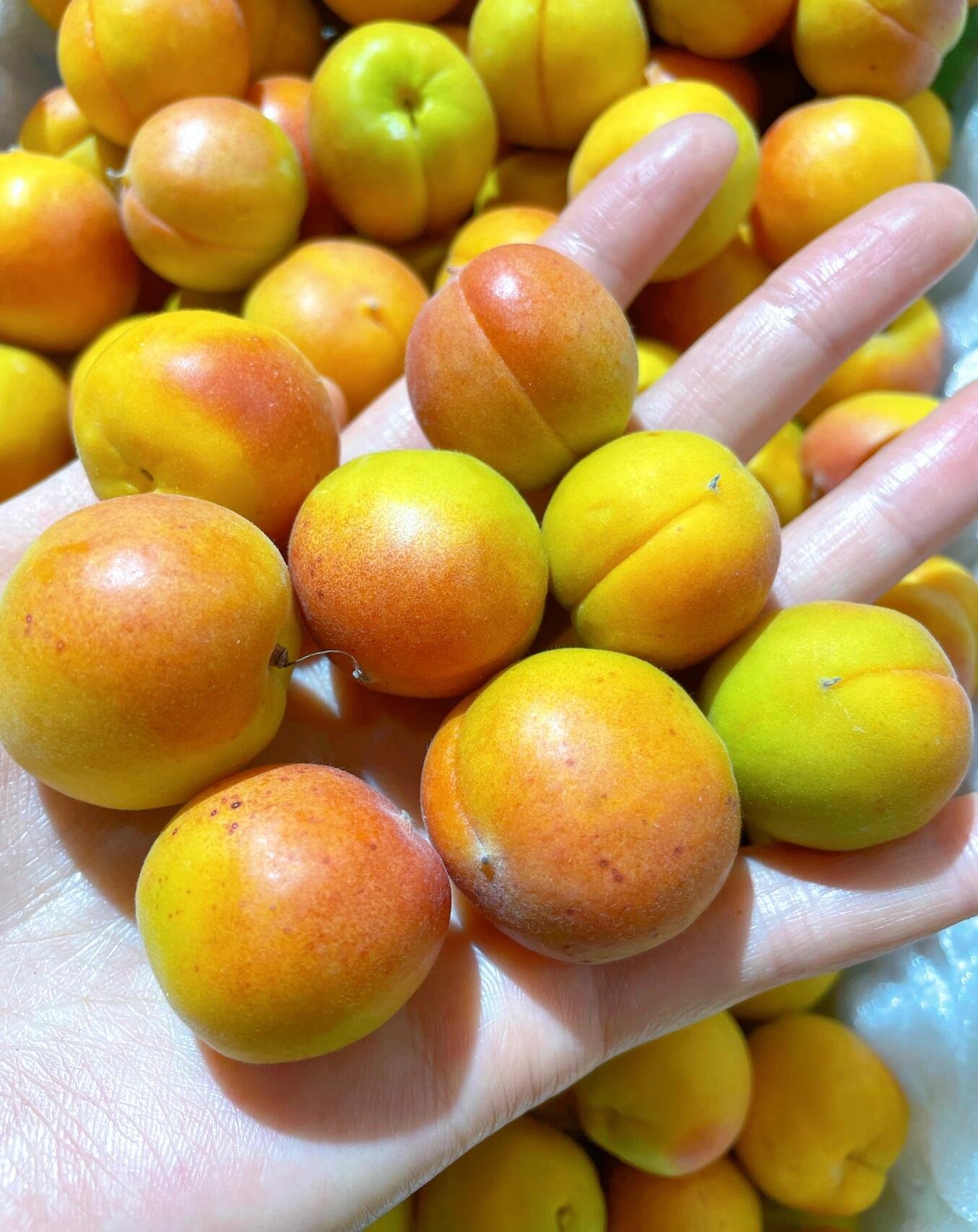 大美新疆吊干杏 国货之光☀️☀️☀️ 现 配图1