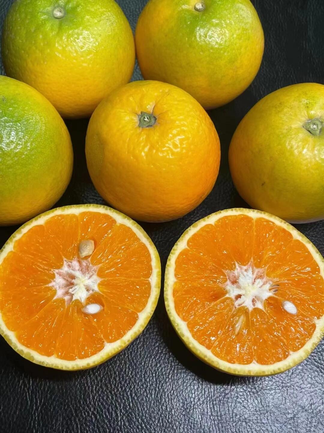 ‼️夏橙🚗💭夏天🍃特别的存在——夏橙🍊应 配图3