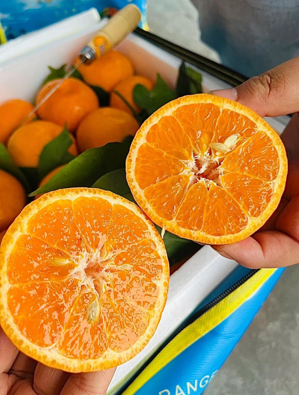 🍊🍊🍊明日见‼️柑橘中的爱马仕💎皮薄，果 配图1