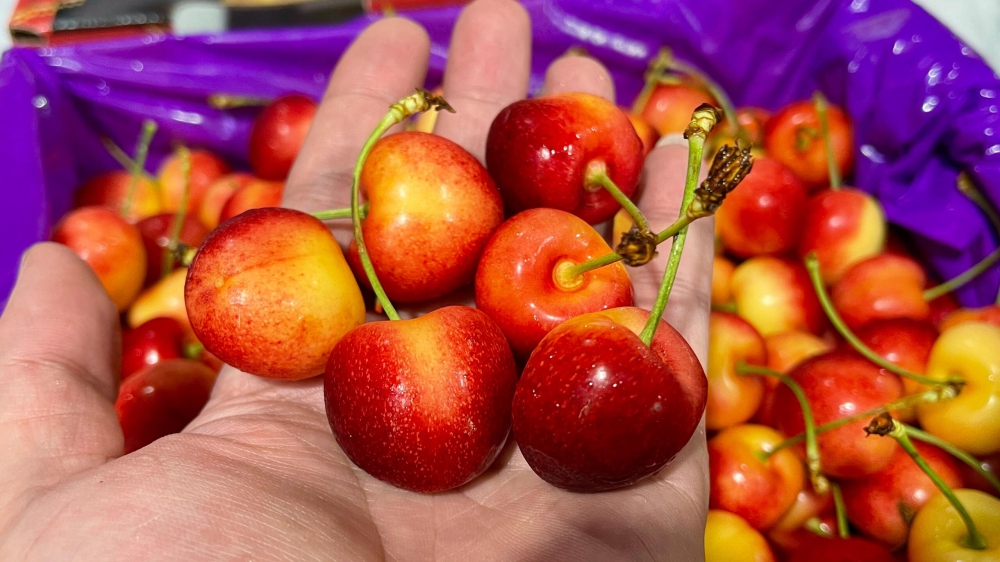 🛫️顶级“猴”华盛顿雷尼尔🍒黄车🍒 产地 配图2