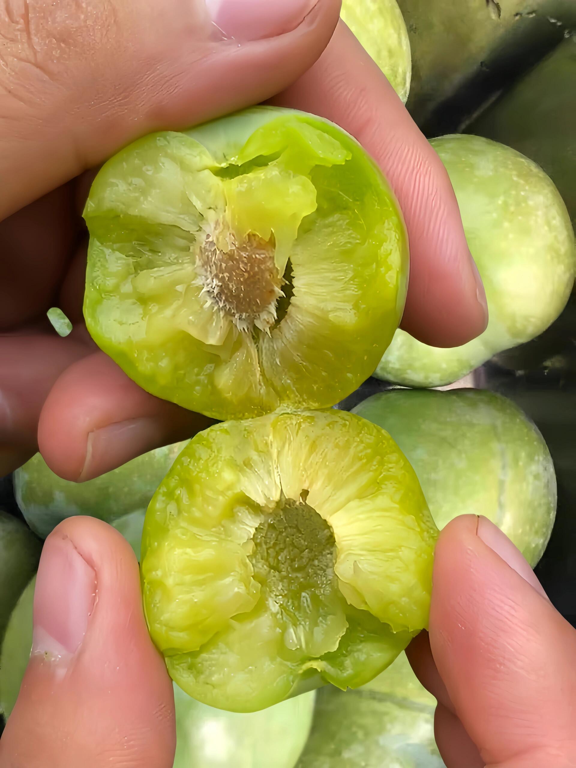 🍃🍃脆李新鲜上市‼️ 肉质细腻口感脆爽💦 配图1