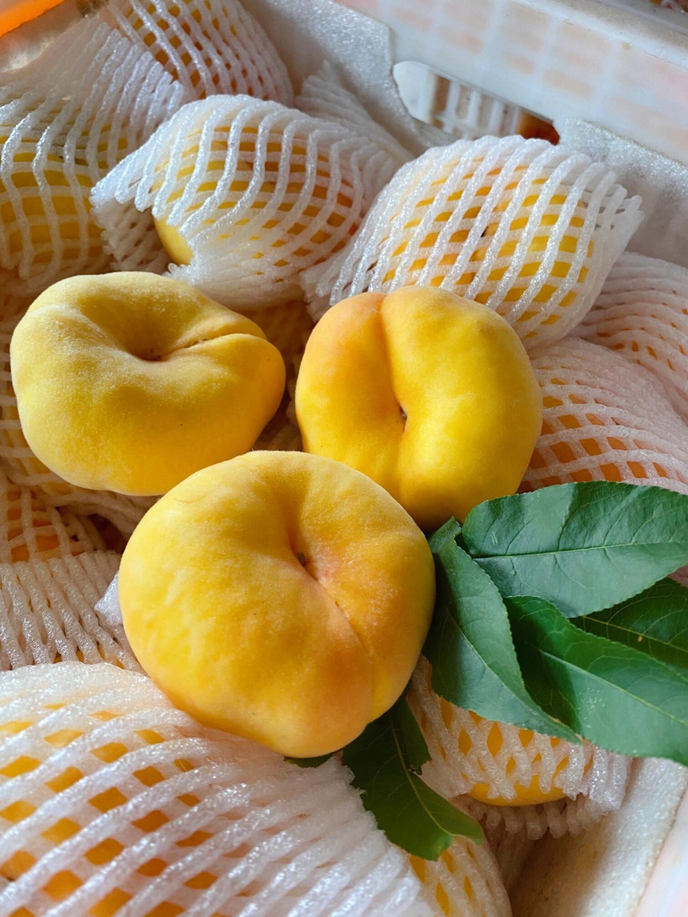 🍑黄金毛蟠 | 甜蜜来袭🍬都说“六月荔枝 配图2