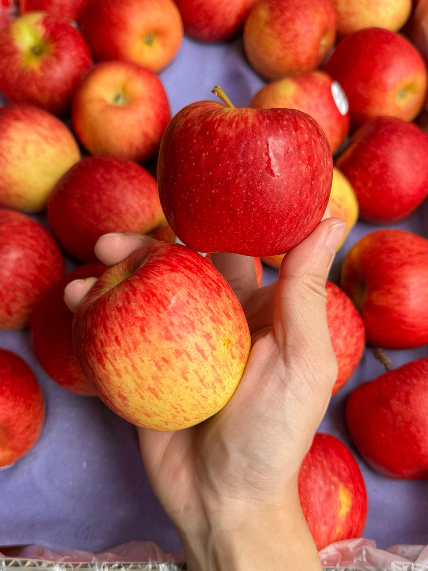新西兰泰勒红玫瑰苹果🍎，自带玫瑰香😍 有 配图2