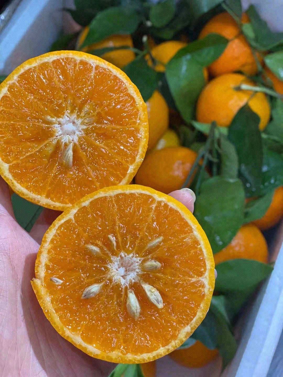 🍊鼻尖轻轻嗅一嗅，自然的气息便会扑面而来 配图2