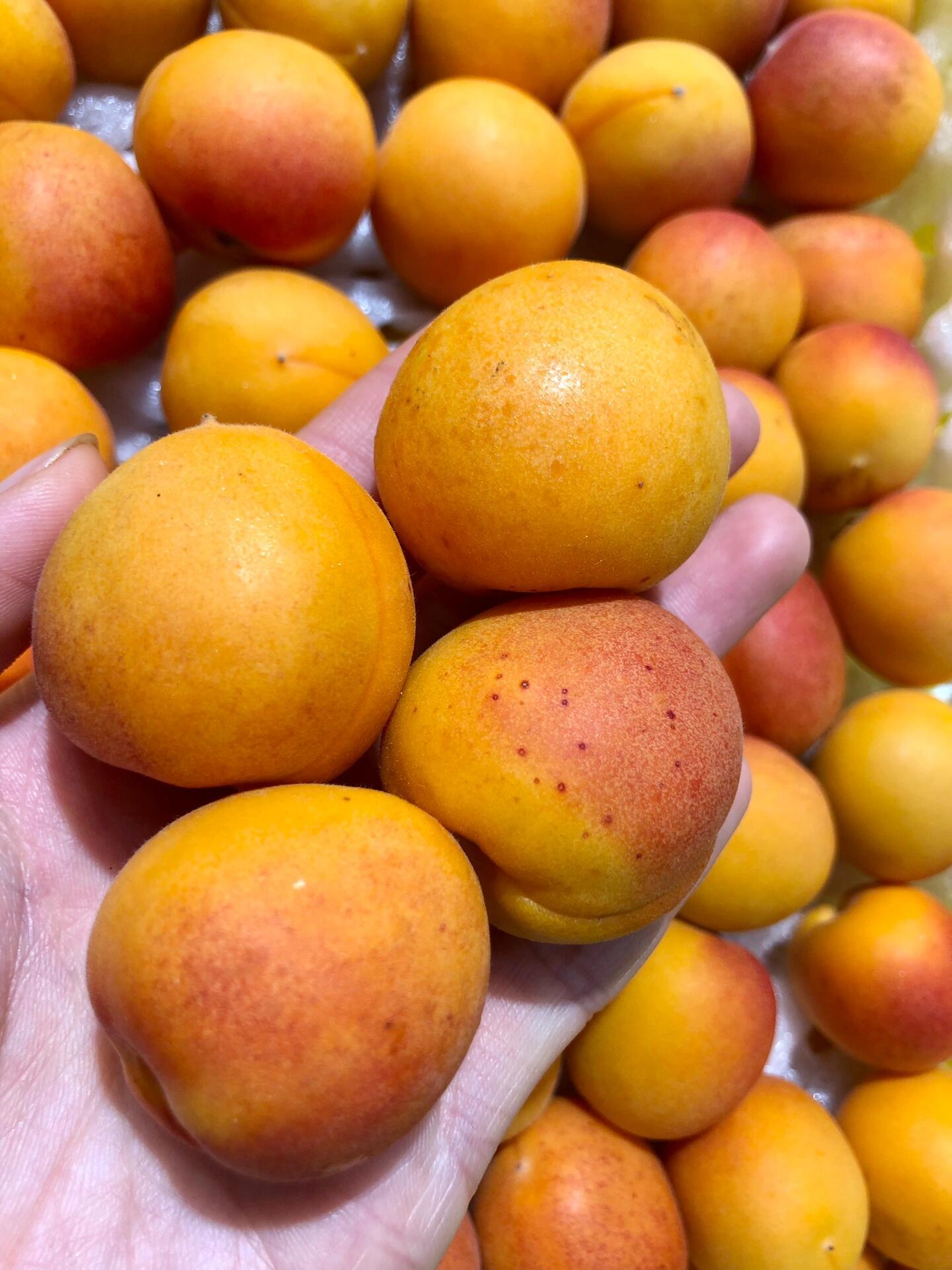 新疆吊干杏💕 🍃夏日新疆的C位担当 ✨小 配图2