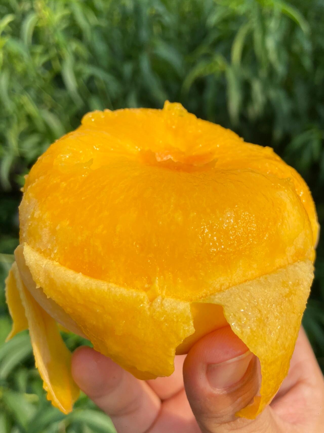 💥新品秒杀🏳️‍🌈黄毛蟠桃黄肉不是一般的 配图1
