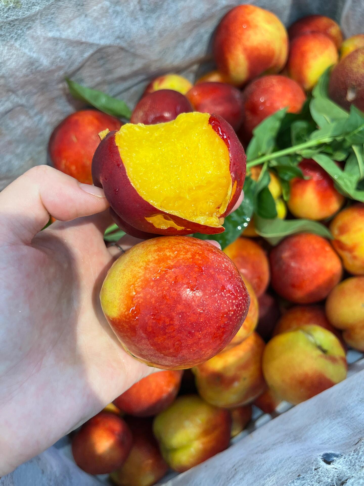 🥰红油桃最新到货‼️ 🍑光滑无毛，吃起来 配图2