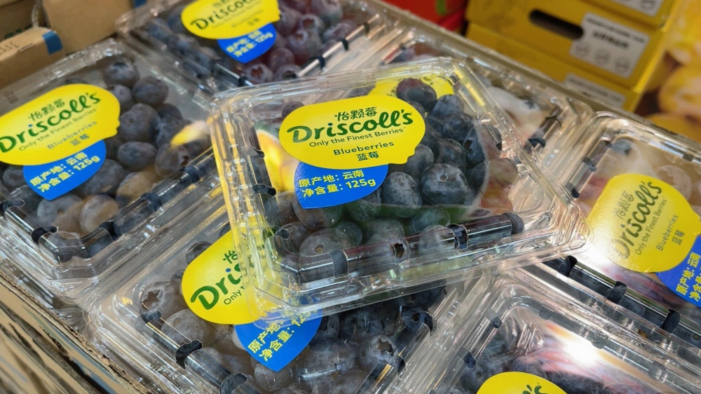 ☘️怡颗莓®Driscoll‘s🫐蓝莓中 配图2
