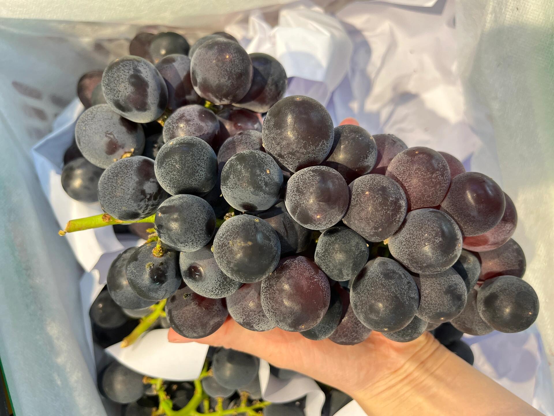 到货🔥巨峰葡萄🍇 香、脆、甜‼️入口细细 配图1