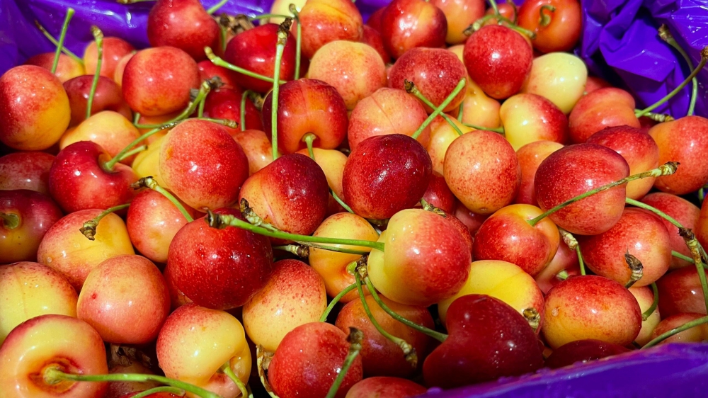 🛫️顶级“猴”华盛顿雷尼尔🍒黄车🍒 产地 配图1