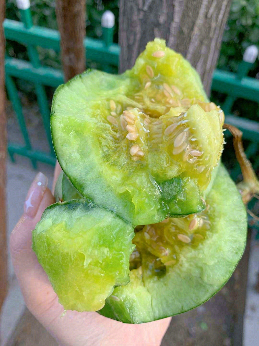 历经一年的时光的沉淀，一个个绿宝甜瓜沉淀 配图1