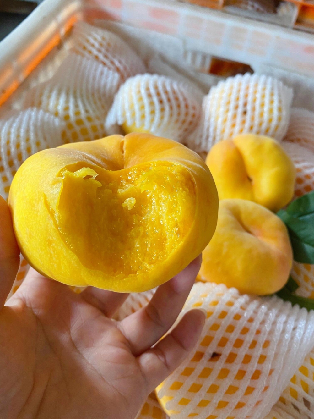 🍑黄金毛蟠 | 甜蜜来袭🍬都说“六月荔枝 配图1