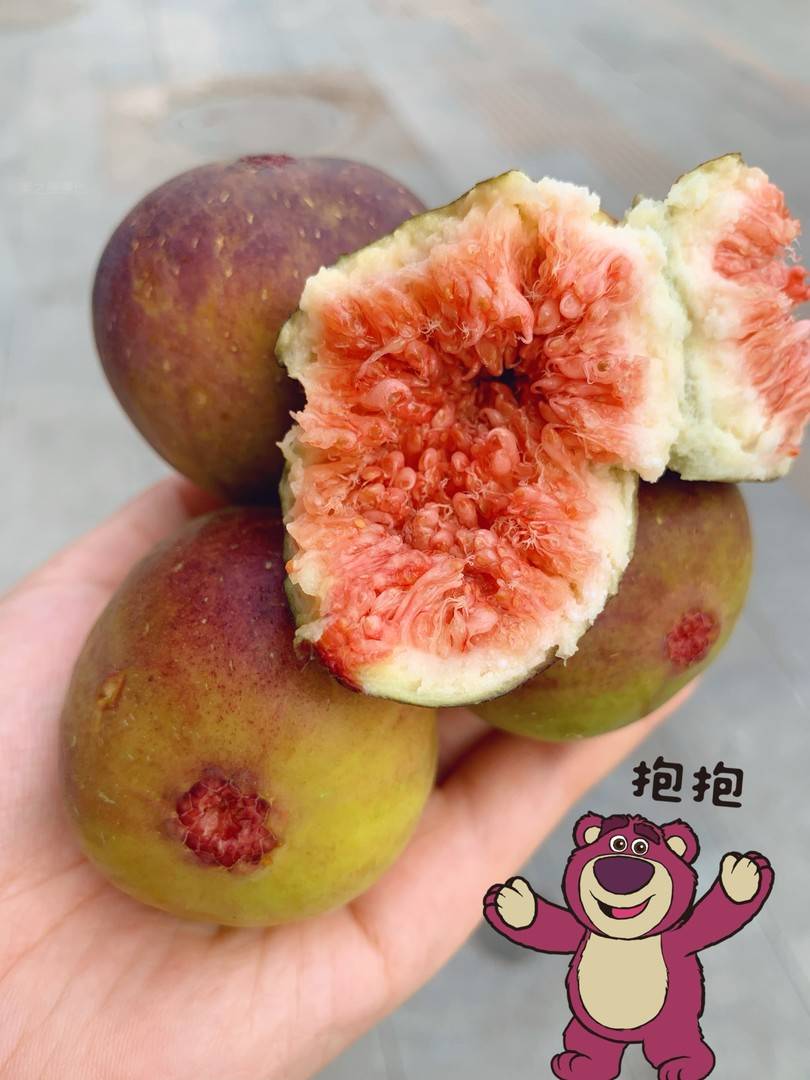 无花果被称为“长在?树上的糖包子” 细腻 配图3