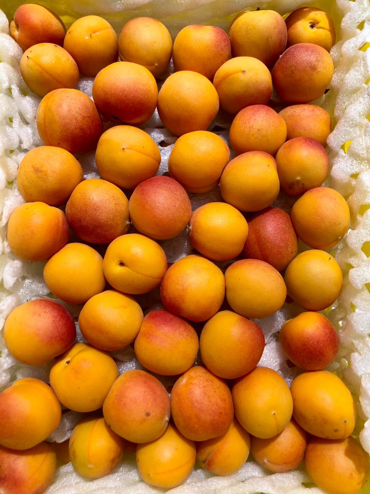 新疆吊干杏💕 🍃夏日新疆的C位担当 ✨小 配图3