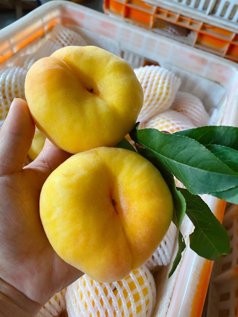 🍑黄金毛蟠 | 甜蜜来袭🍬都说“六月荔枝 配图3