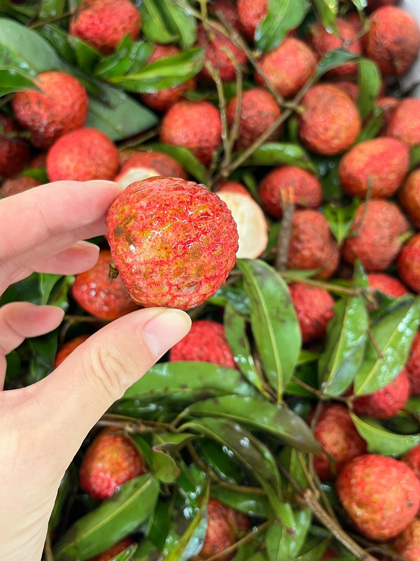 糯米滋•荔枝❤️ 夏日炎炎，有“荔”真甜 配图1