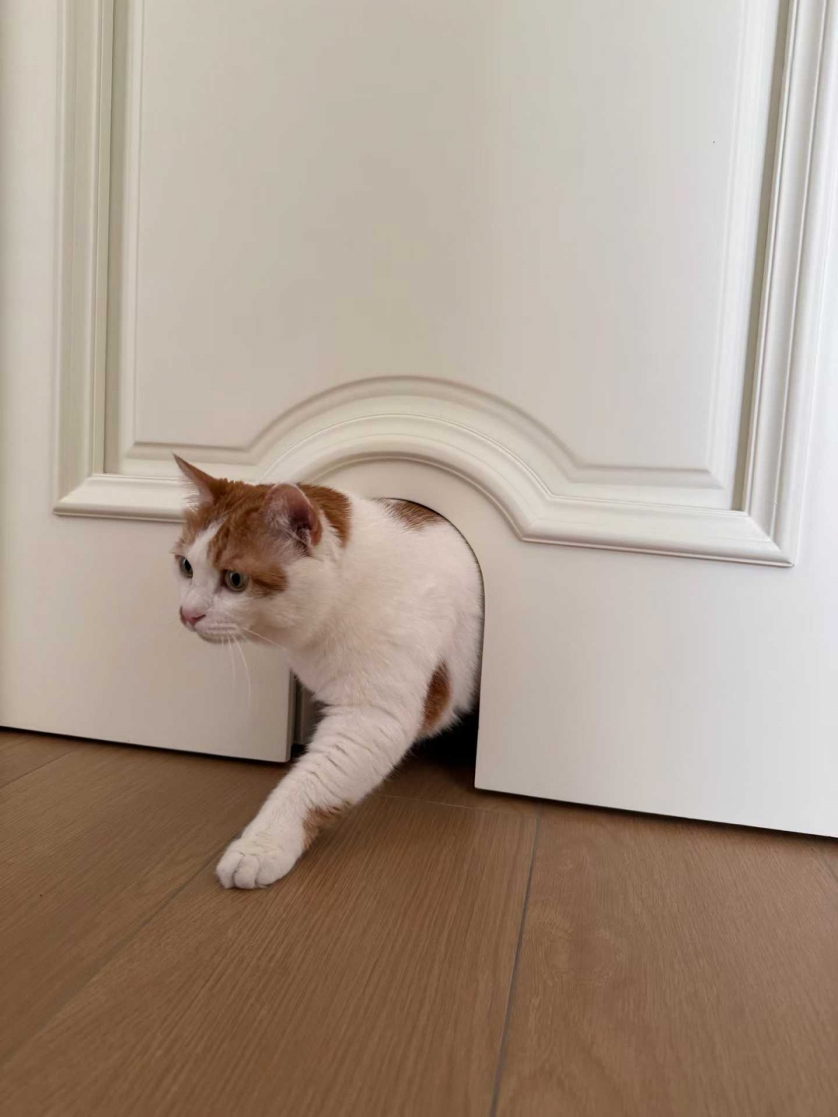 给猫装个专属小门， 它每天都像在走城堡后 配图3