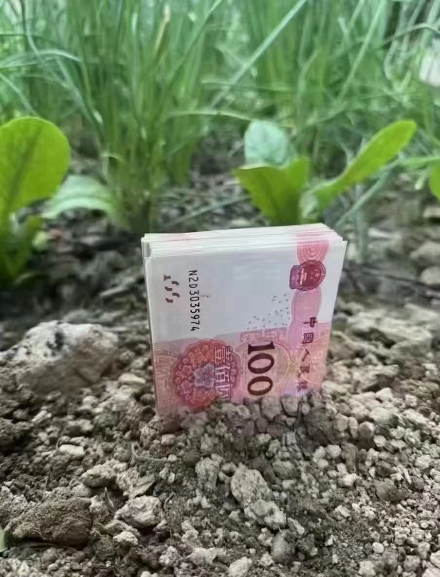 听说春天是一个适合播种的季节 于是，随便