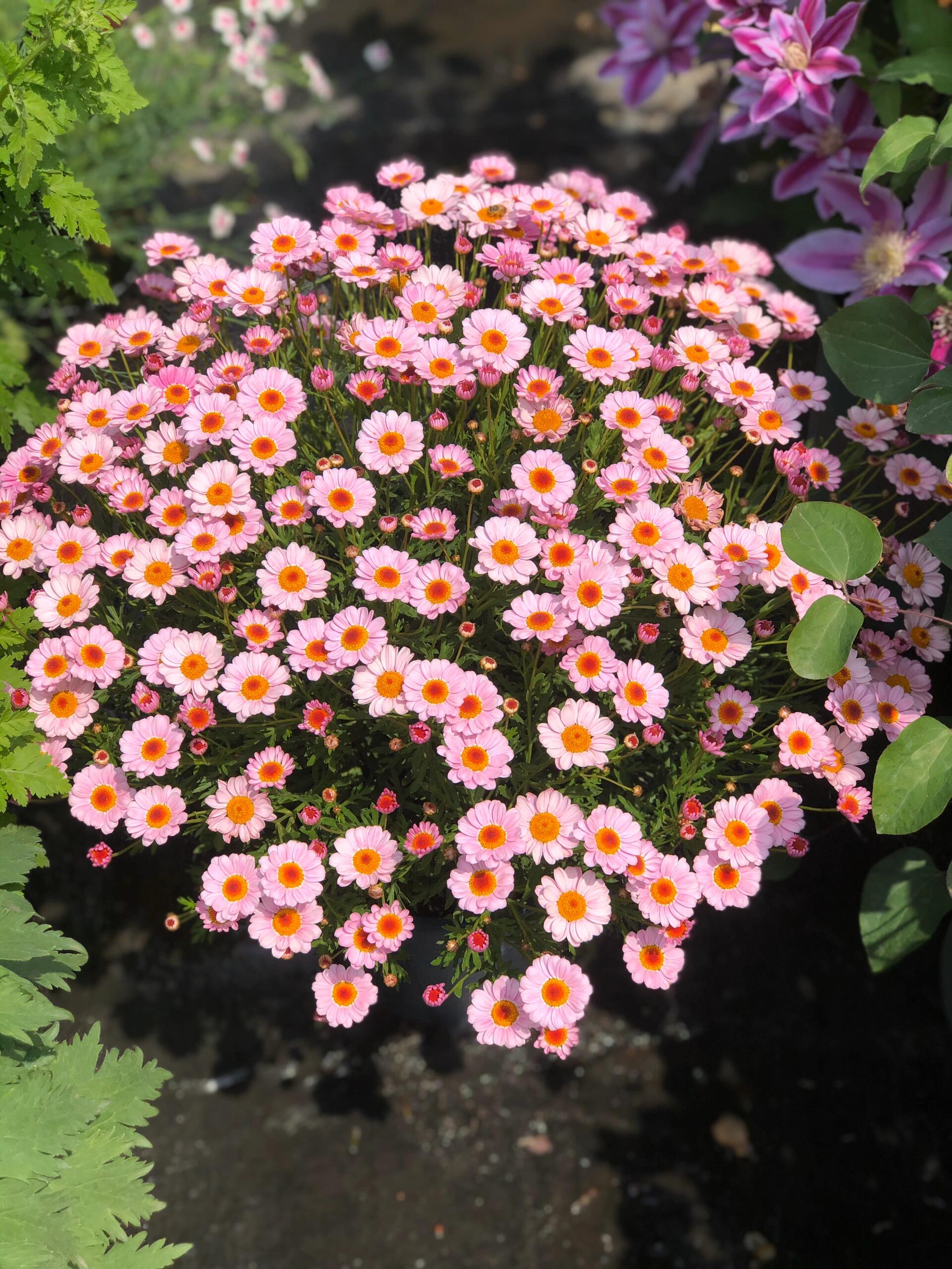 🌸玛格丽特小菊盆栽 花期长 花量足 花色变化丰富🌈 被称为🌱 配图4