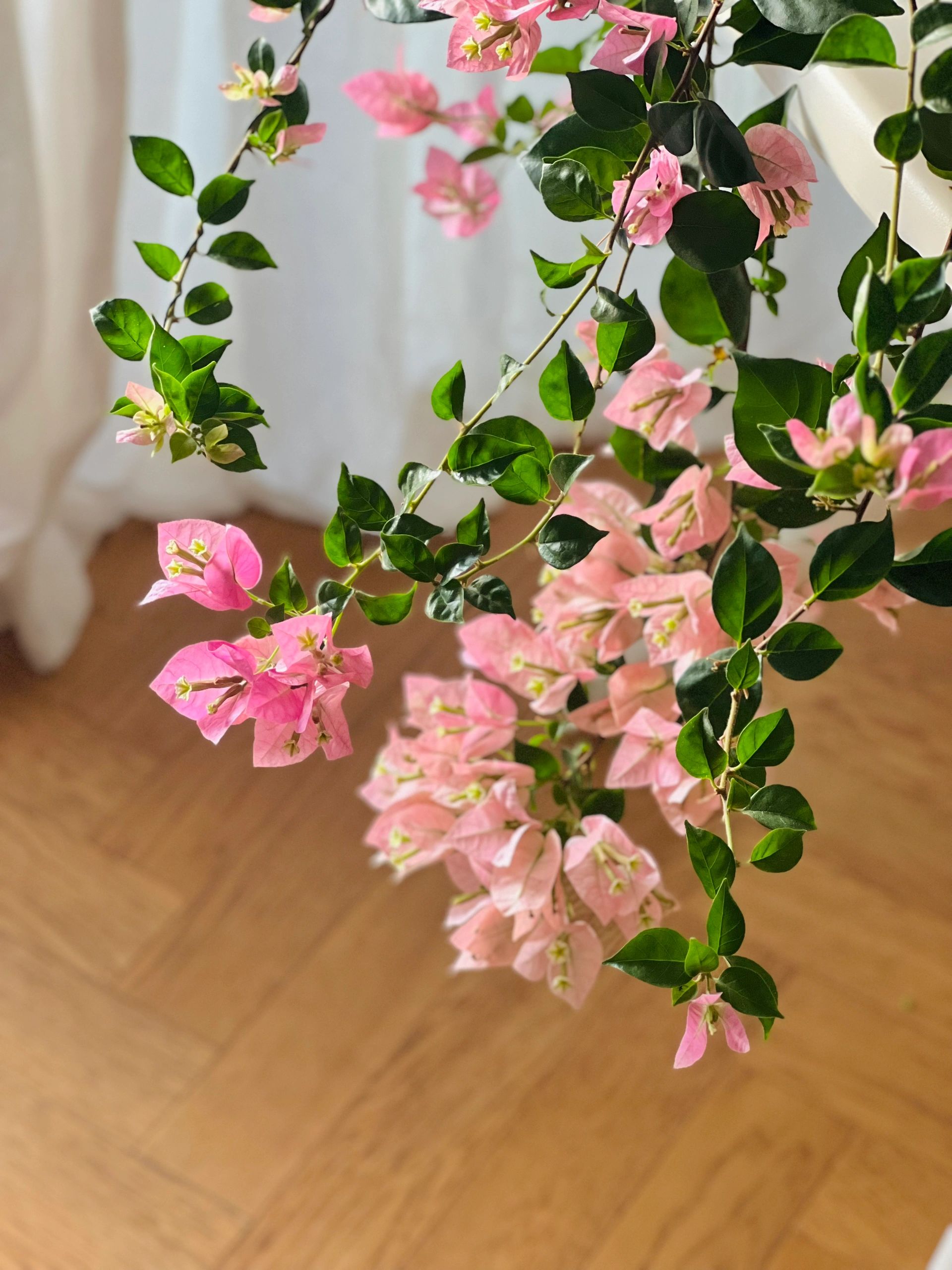 三角梅米罗 初开花色👀较玫粉 渐渐呈现旧 配图3
