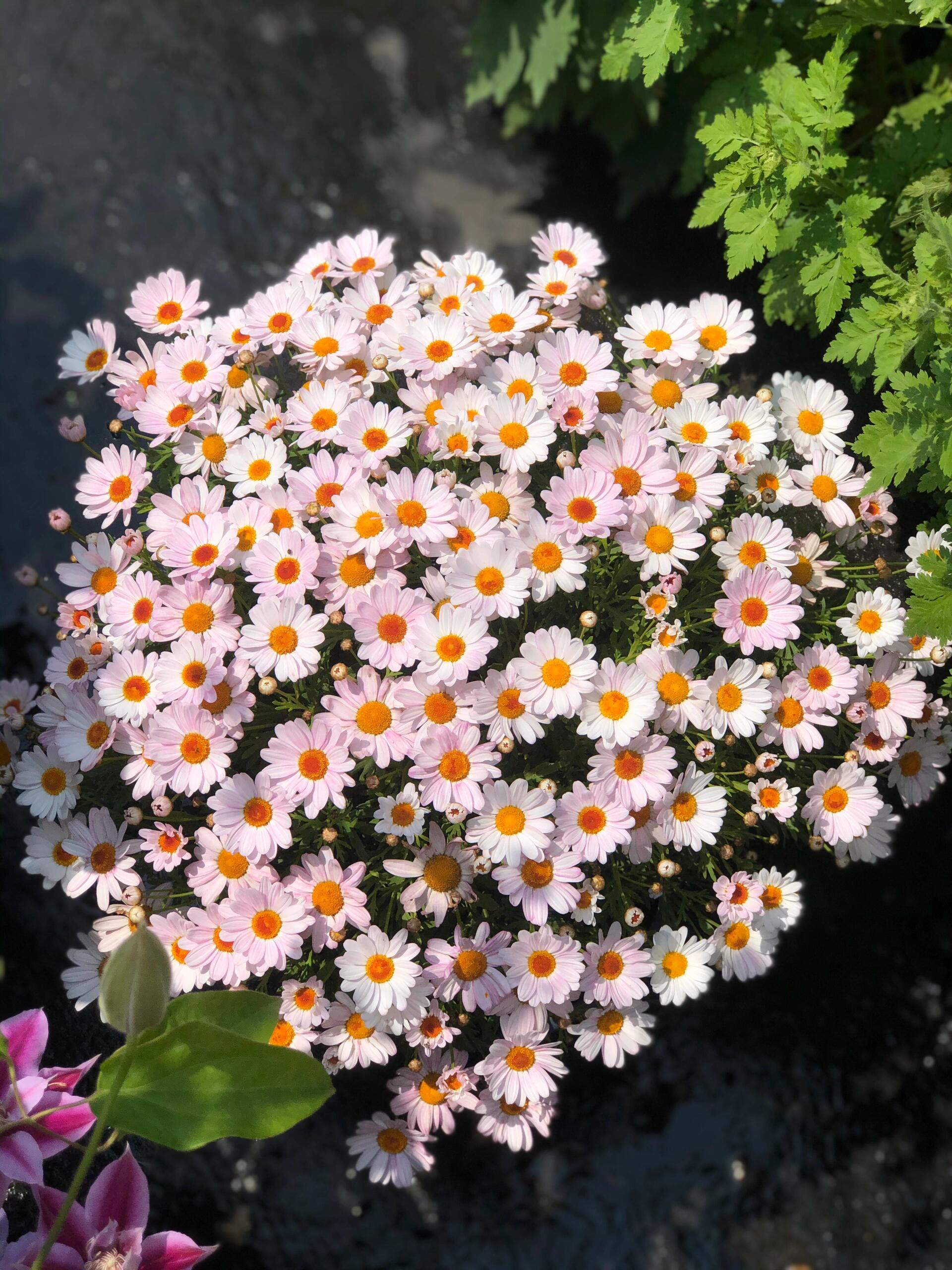 🌸玛格丽特小菊盆栽 花期长 花量足 花色变化丰富🌈 被称为🌱 配图5