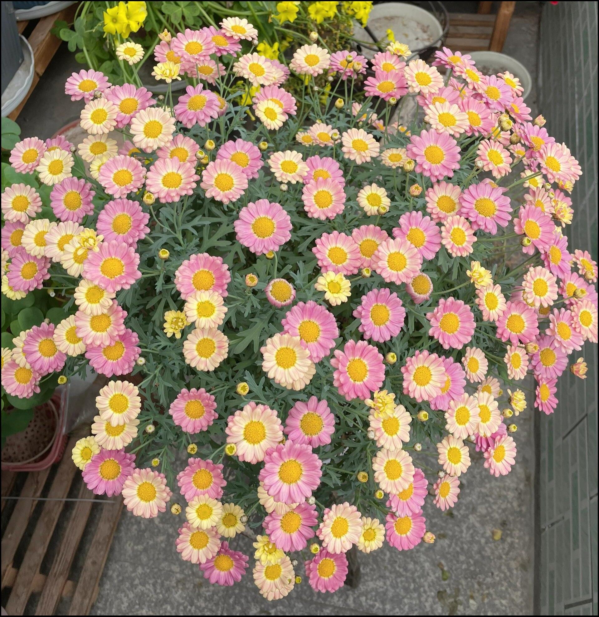 🌸玛格丽特小菊盆栽 花期长 花量足 花色变化丰富🌈 被称为🌱 配图6
