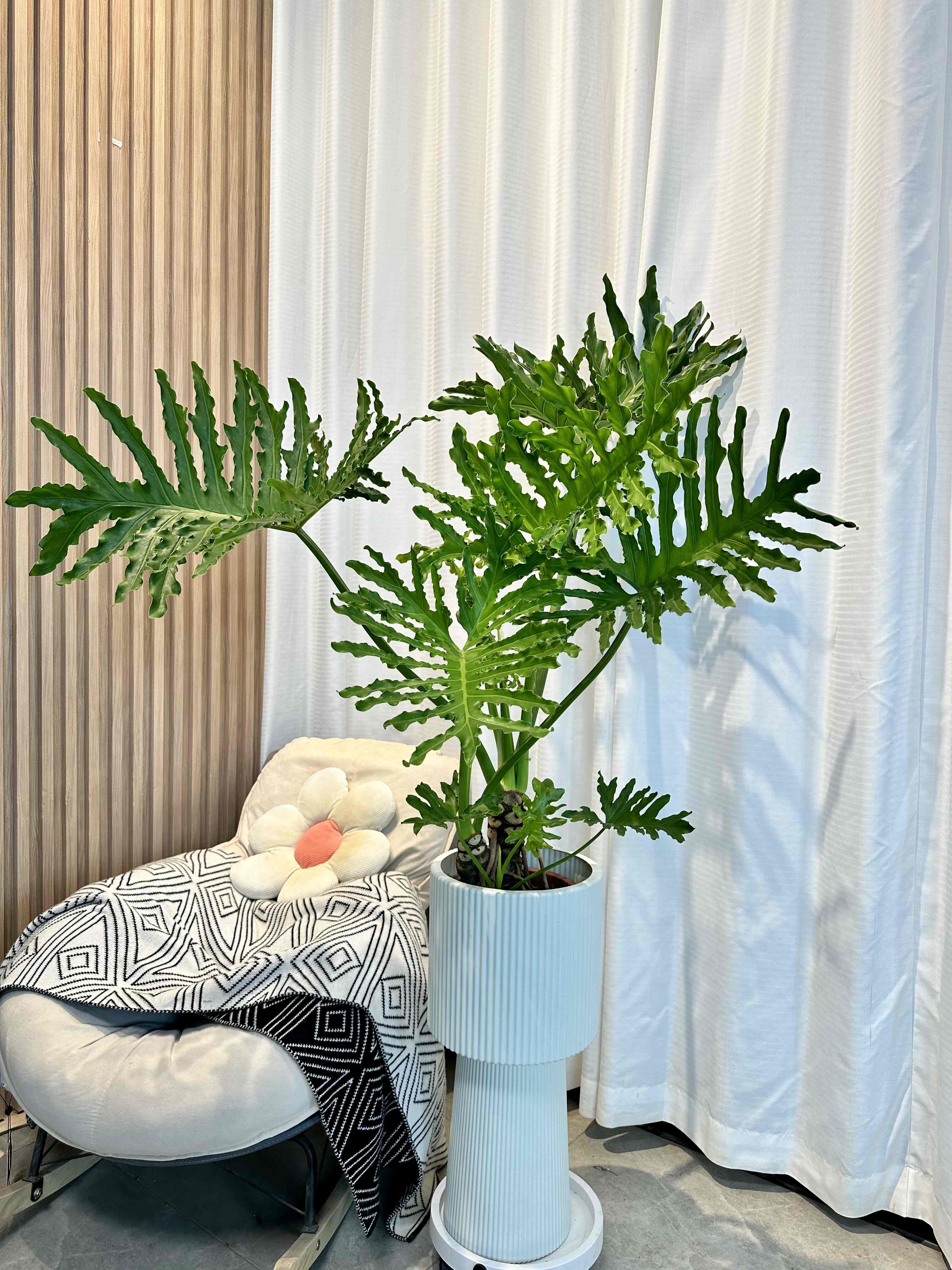 🌿龙鳞春羽 叶子形状如羽毛 每干枯一片叶 配图1