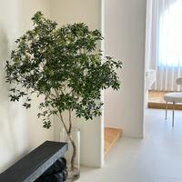 马醉木🌿以其华丽而大型的叶子成为室内装饰 配图3
