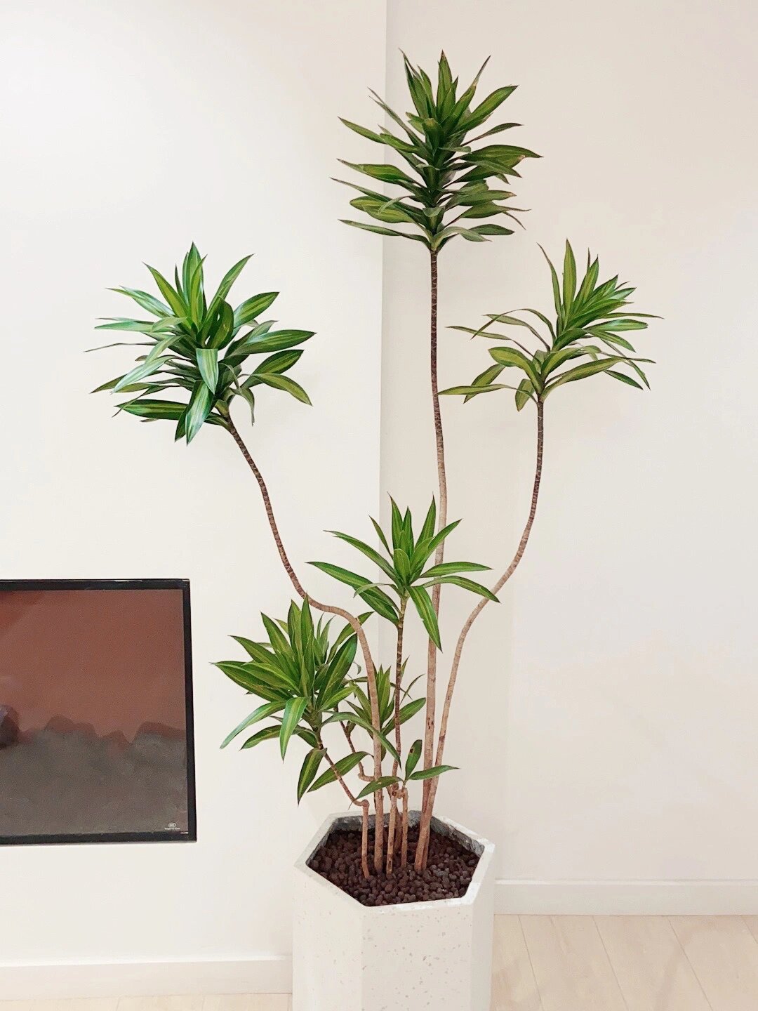 聚集财气🌿百合竹 高颜值软装植物🍃清新又 配图2