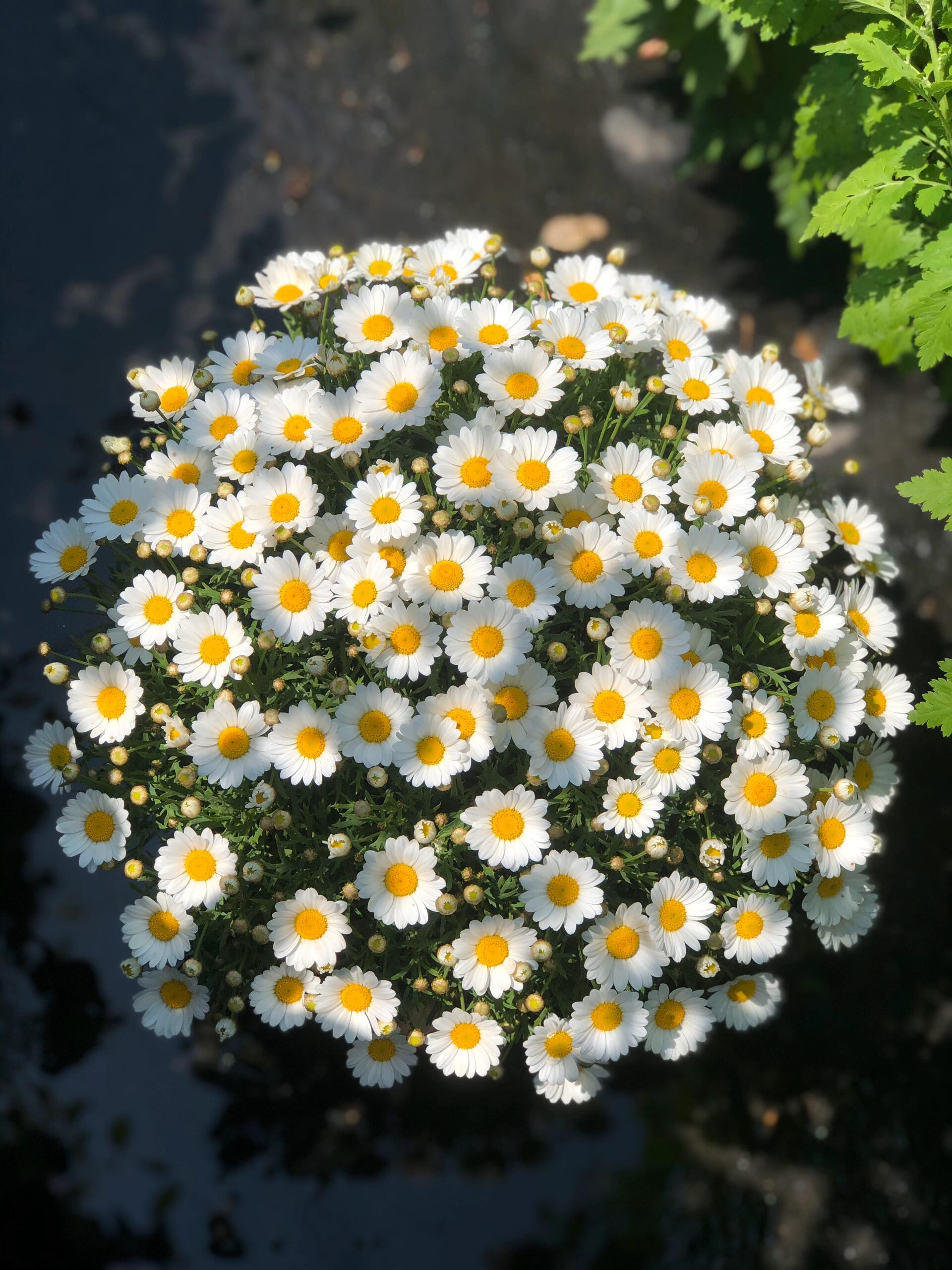 🌸玛格丽特小菊盆栽 花期长 花量足 花色 配图1