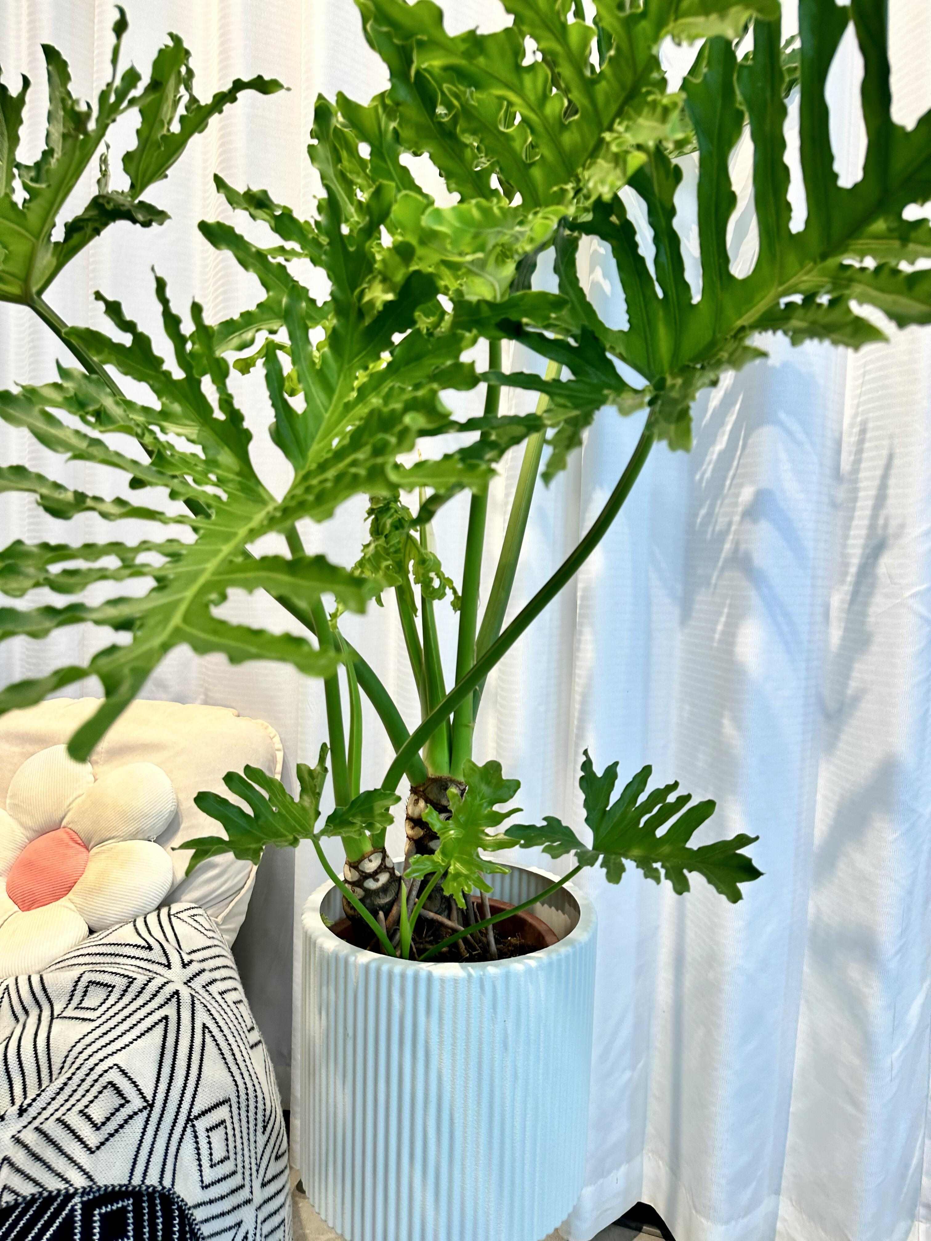 🌿龙鳞春羽 叶子形状如羽毛 每干枯一片叶 配图2