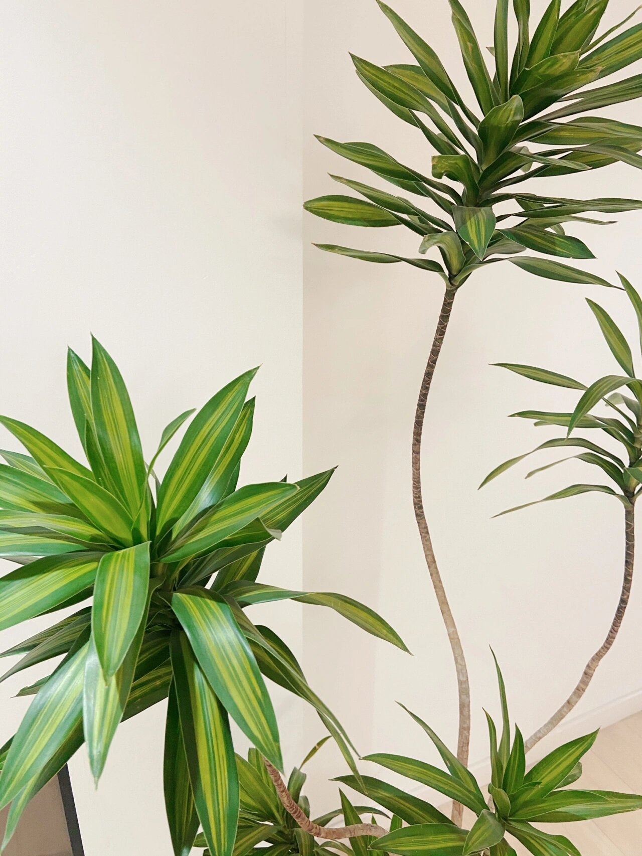 聚集财气🌿百合竹 高颜值软装植物🍃清新又 配图3