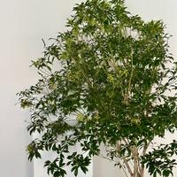 马醉木🌿以其华丽而大型的叶子成为室内装饰 配图1