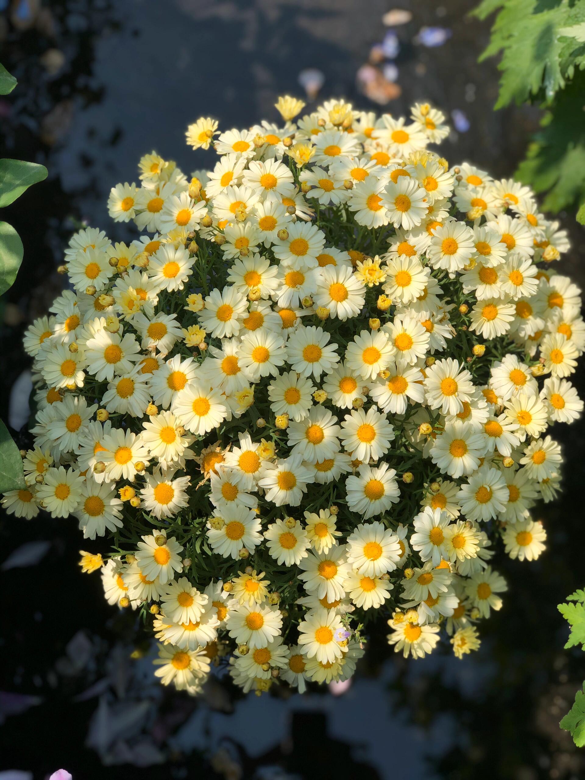 🌸玛格丽特小菊盆栽 花期长 花量足 花色 配图2